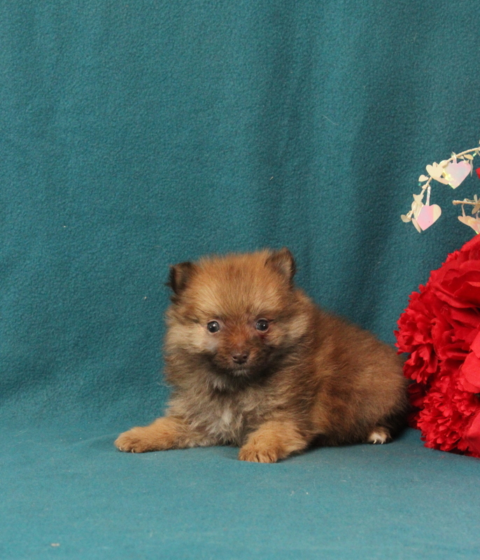 puppy, for, sale, Pomeranian, Matthew B. Stoltzfus, dog, breeder, Gap, PA, dog-breeder, puppy-for-sale, forsale, nearby, find, puppyfind, locator, puppylocator, aca